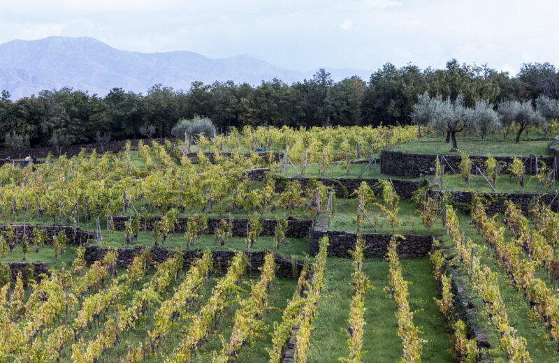 James Ratcliffe, Co-Owner of The Black Bull, on the Wines of Etna, Sicily